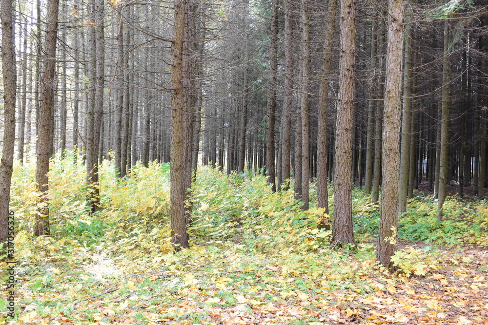 Obraz premium forest in autumn