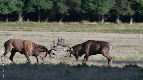 Red deer (Cervus elaphus) stag fighting with rival and chasing him away in grassland during the rut in autumn