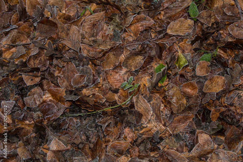 frost on the leaves frost on the leaves