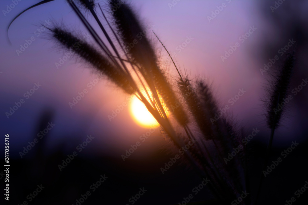 Close up of flower grass on sunset background in the evening.