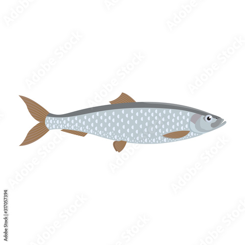 The herring is isolated on the white background.