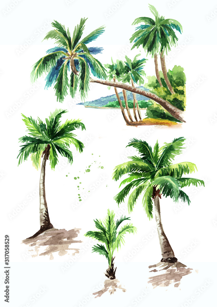 Fototapeta premium Tropical palm tree set, summer vacation concept. Hand drawn watercolor illustration isolated on white background