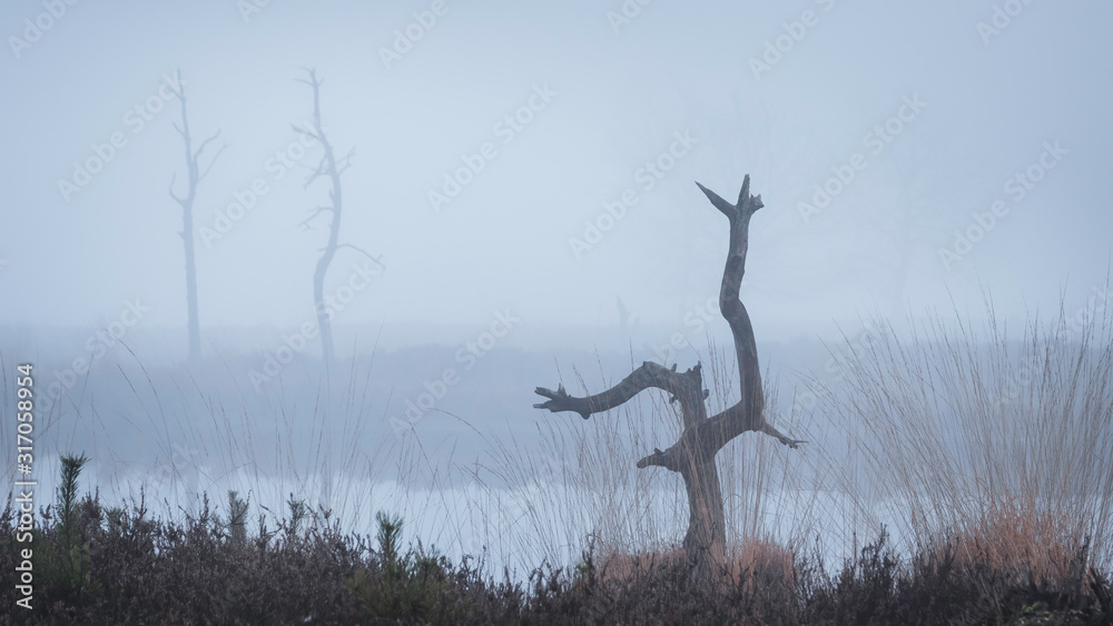 silhouettes of dead trees raising up from a misty fen, the Netherlands