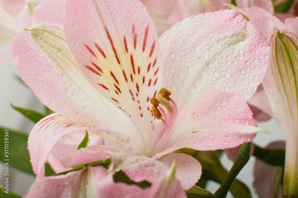 Pink flower blooming with water drops-close-up Photo details spring time. Valentine's day
