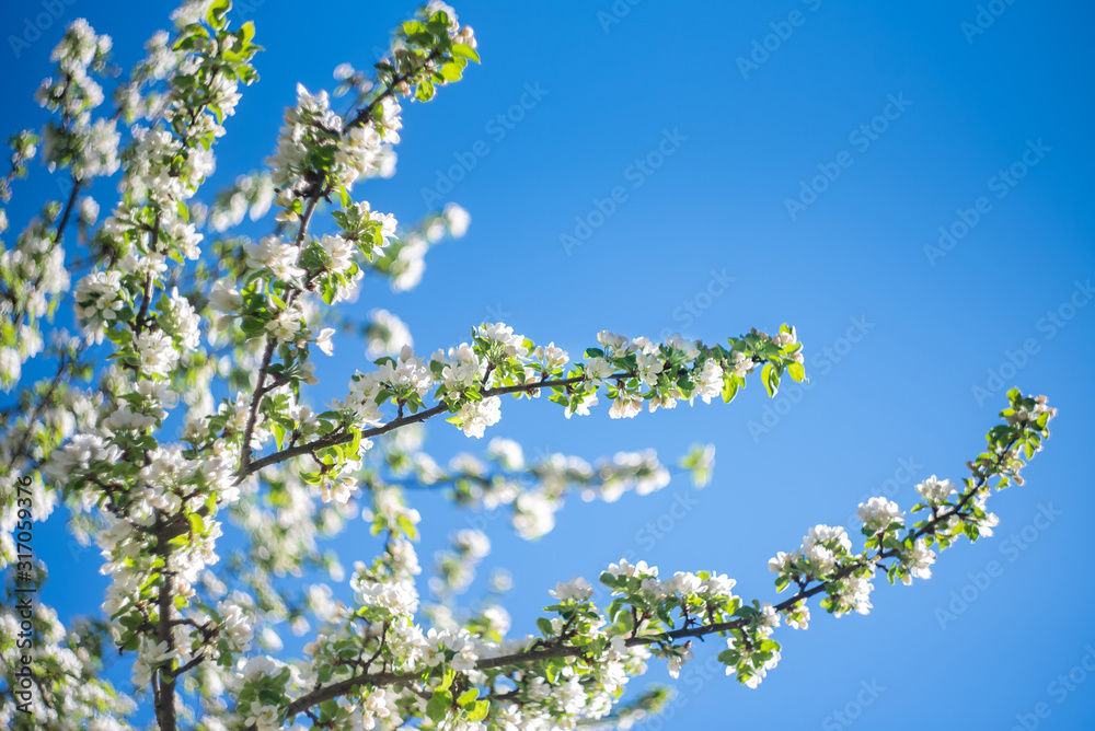 Springtime white blooming sakura cherry flowers branch