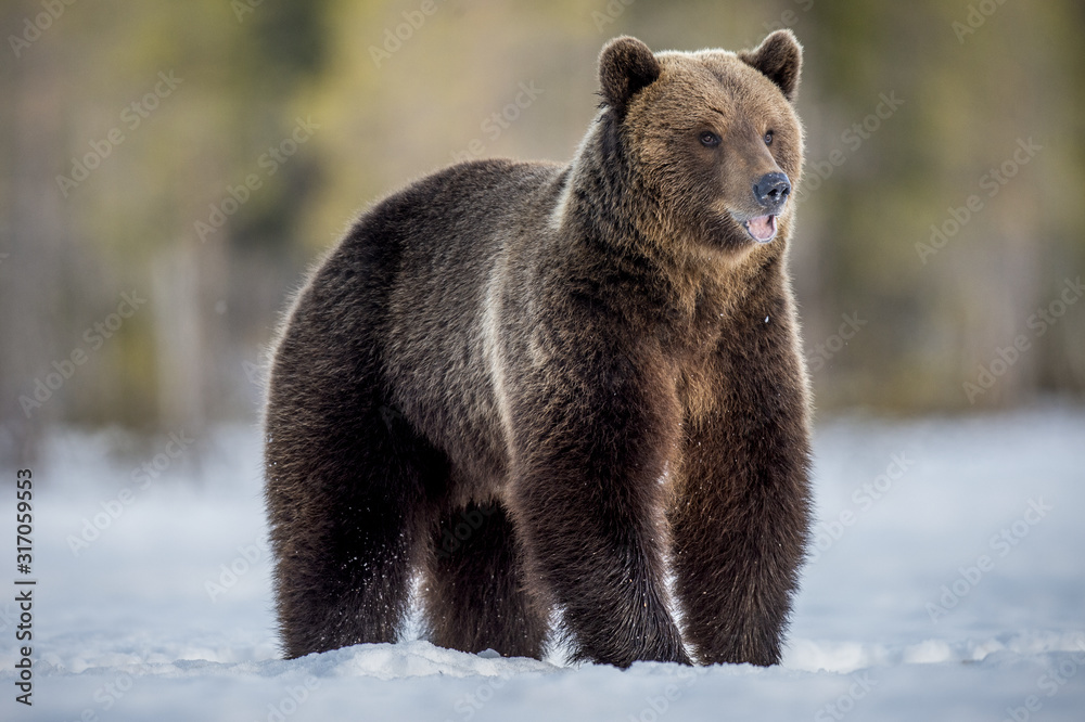custom made wallpaper toronto digitalWild Adult Brown bear in winter forest in evening twilight. Scientific name: Ursus Arctos. Natural Habitat.