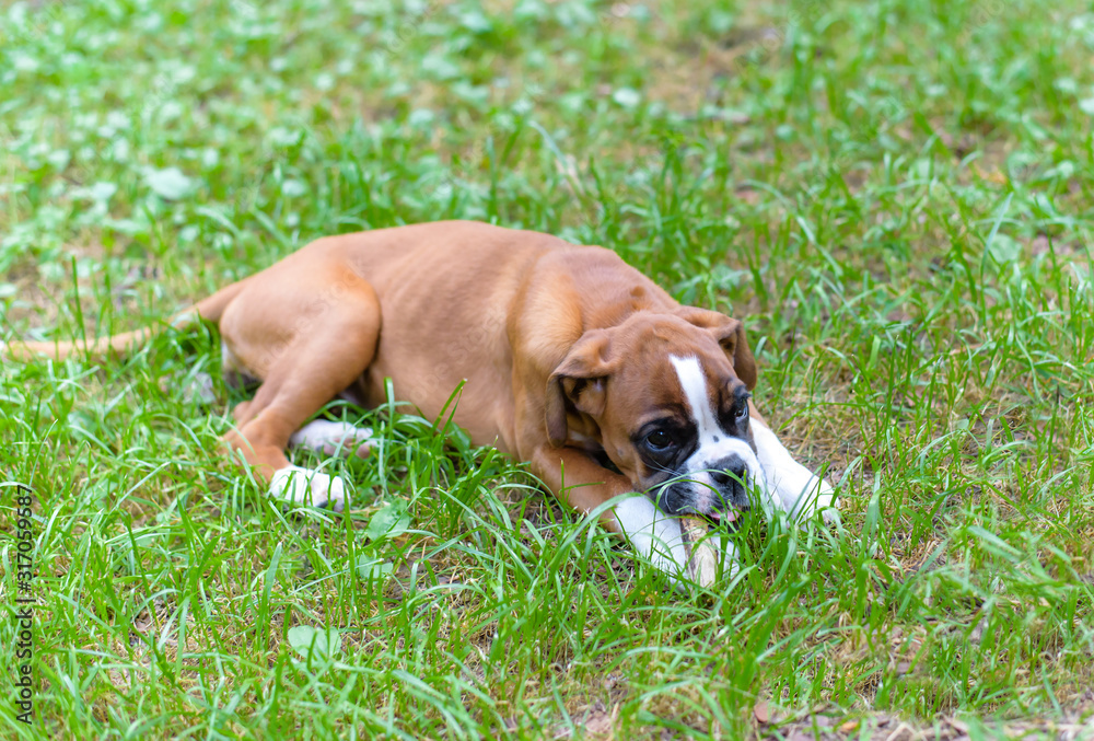 Dog breed boxer puppy laying in the grass on a sunny summer day and nibbles a stick