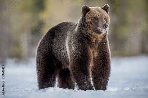 Wallpaper Mural Wild Adult Brown bear in winter forest in evening twilight. Scientific name: Ursus Arctos. Natural Habitat. Torontodigital.ca