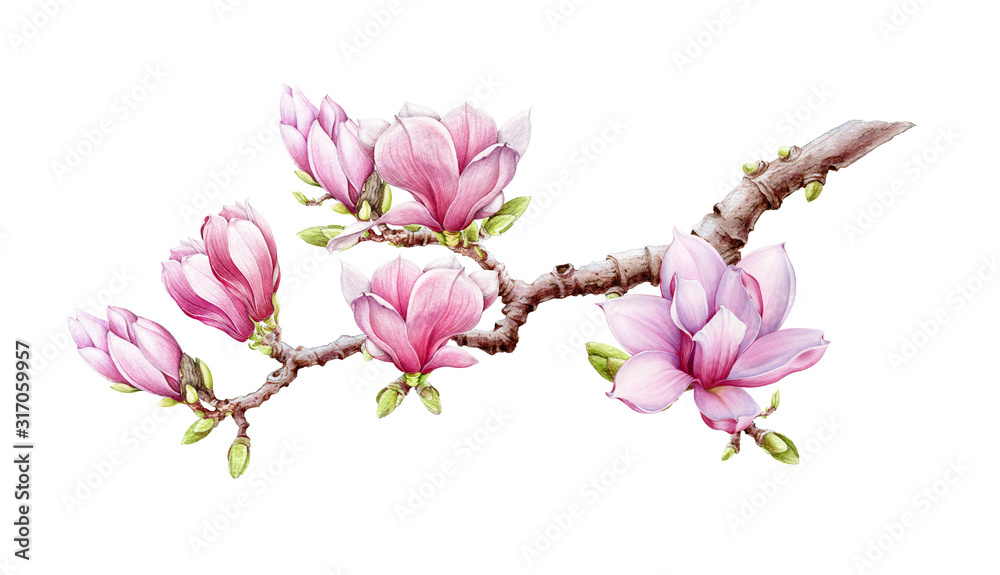 Pink magnolia branch with flowers watercolor illustration. Hand drawn  spring lush blossom with green buds on a tree. Magnolia blooming tree element isolated on the white background.