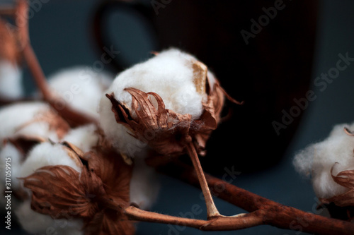 Close-up of natural cotton branch and clay cup on a dark background