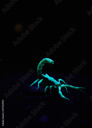 Close up image of a poisonous scorpion glowing under a UV light at night