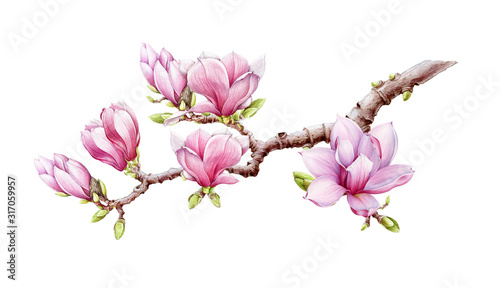 Pink magnolia branch with flowers watercolor illustration. Hand drawn spring lush blossom with green buds on a tree. Magnolia blooming tree element isolated on the white background.