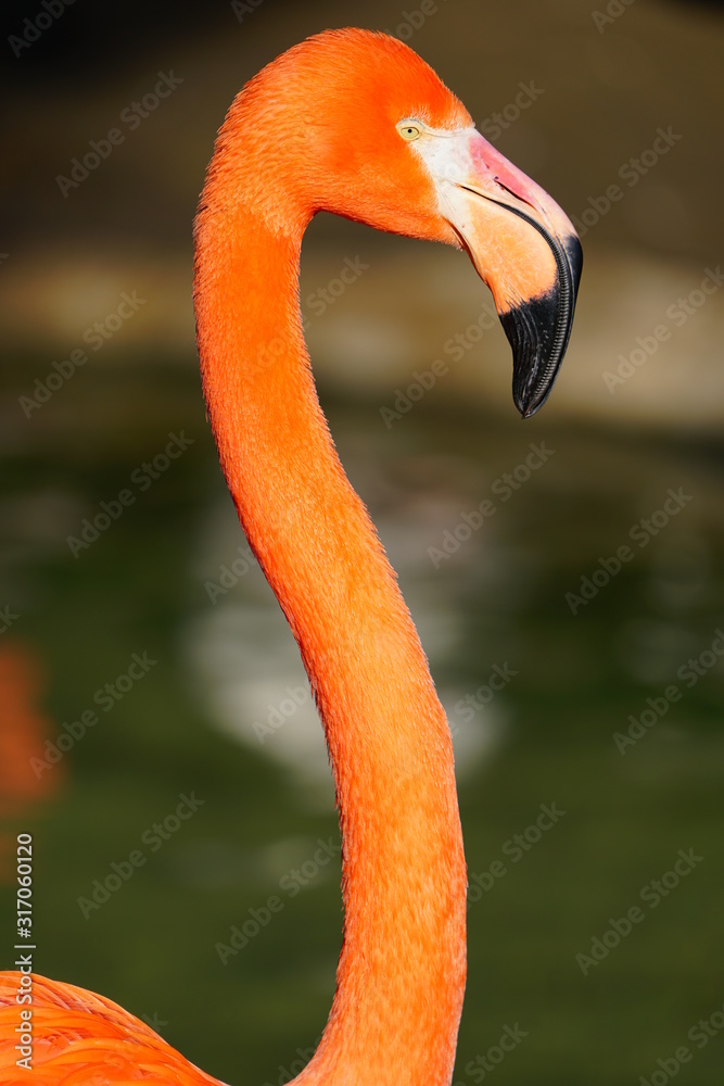 Fototapeta premium Head of a pink flamingo birds standing on one leg