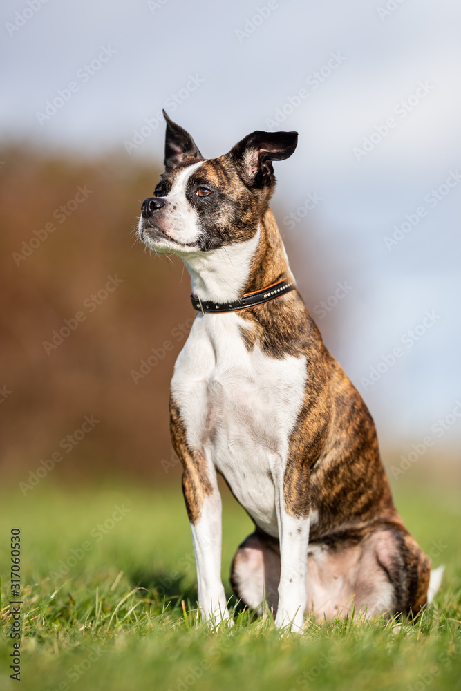  portrait of a beautiful dog