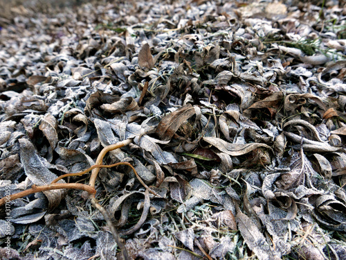 tappeto di foglie gelate a terra in inverno
