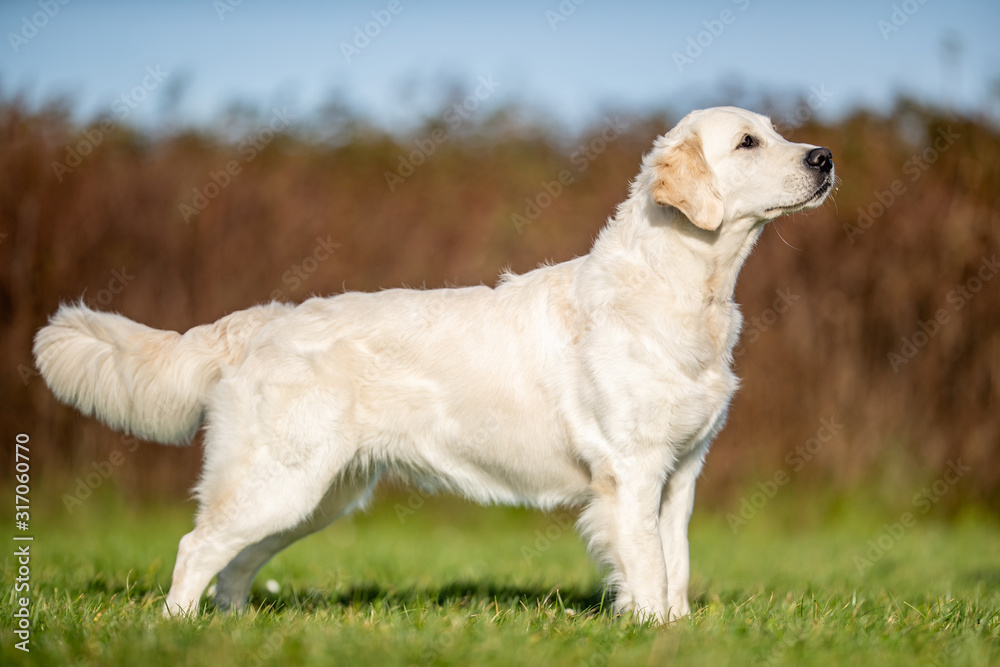 portrait of a beautiful dog portrait of a beautiful dog