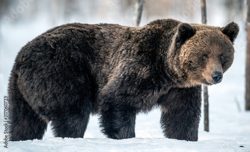 Wild Adult Brown bear in winter forest in evening twilight. Scientific name: Ursus Arctos. Natural Habitat.