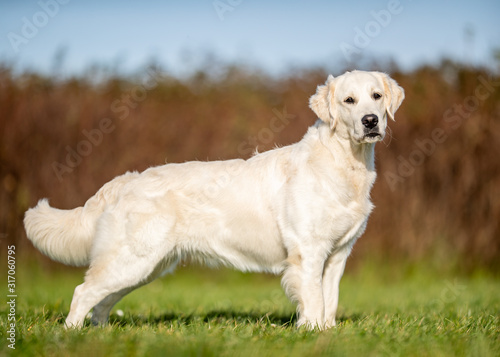  portrait of a beautiful dog