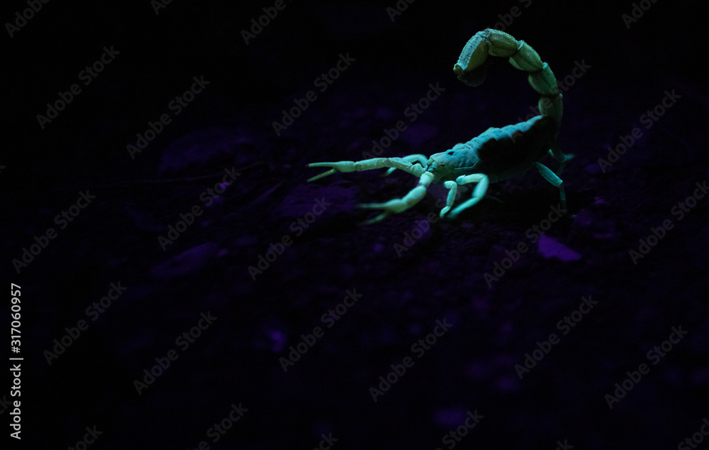 Close up image of a poisonous scorpion glowing under a UV light at night Close up image of a poisonous scorpion glowing under a UV light at night
