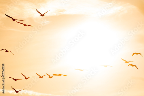 A flock of migrating geese flying in formation. In silhouette against sunset. Italy photo