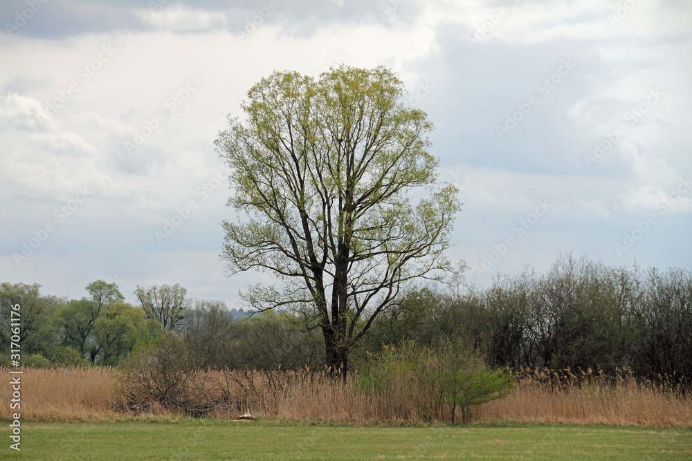 Fototapeta premium Baum im Schilfgürtel