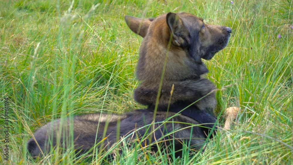 Dog Lying and Relaxing in the Green Grass in Spring Dog Lying and Relaxing in the Green Grass in Spring