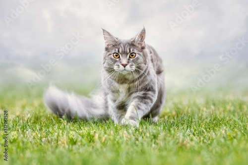 Fototapet portrait of a beautiful cat