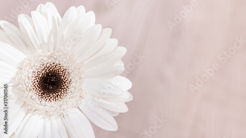 White gerbera natural flower on light background with copy space for your text. Greeting card for Birthday, wedding day or Womans Day. Selective focus.