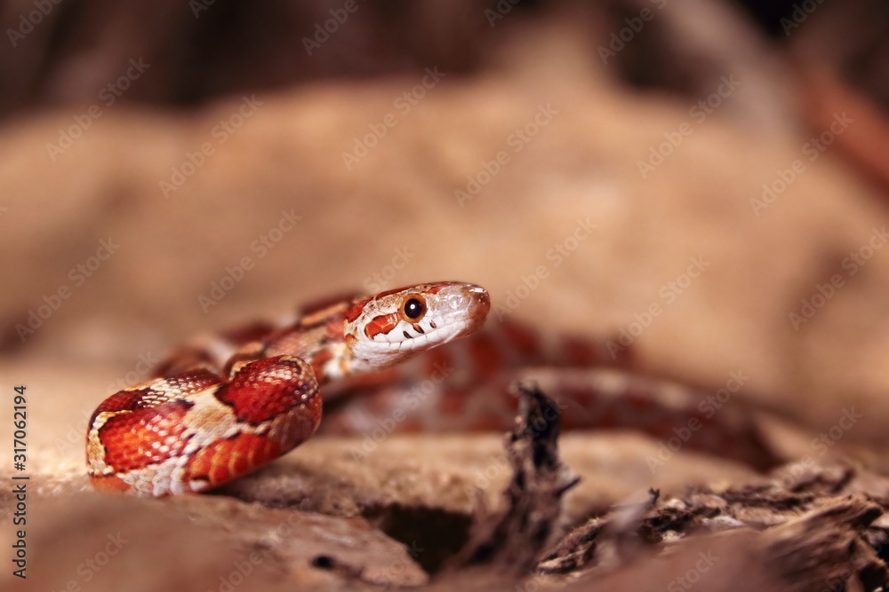 The corn snake (Pantherophis guttatus or Elaphe guttata) before attack on the stone, dry grass and dry leaves round. The corn snake (Pantherophis guttatus or Elaphe guttata) before attack on the stone, dry grass and dry leaves round.