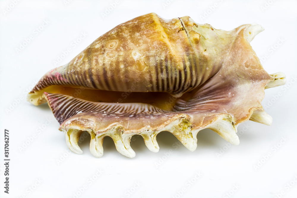 Lambis shell isolated on a white background. Lambis shell isolated on a white background.
