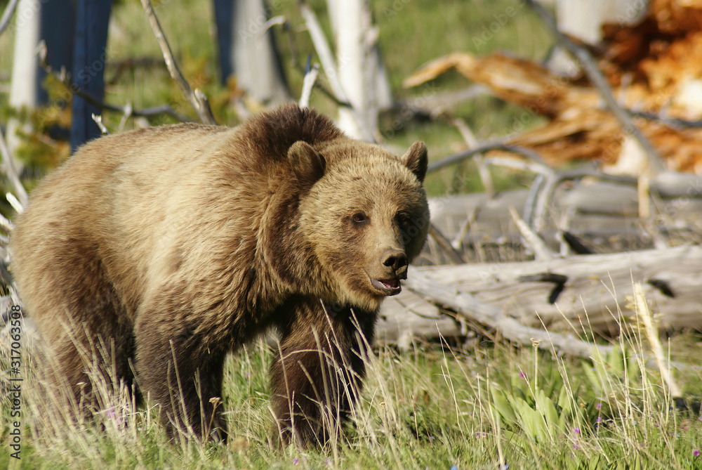 Fototapeta premium grizzly at sundown