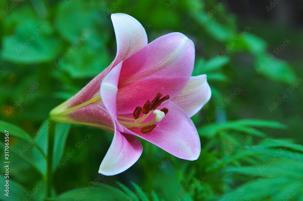 Fototapeta premium Flower of a pink lily. Close-up.
