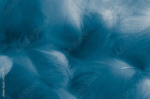 Beautiful abstract colorful green and blue feathers on white background and soft white feather texture on white pattern and blue background.