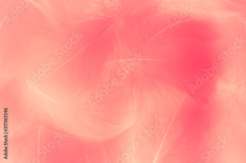 Beautiful abstract colorful red feathers on white background and soft white feather texture on white pattern and light red backgro. Backdrop  decoration.