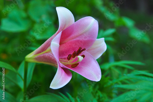  Flower of a pink lily. Close-up.