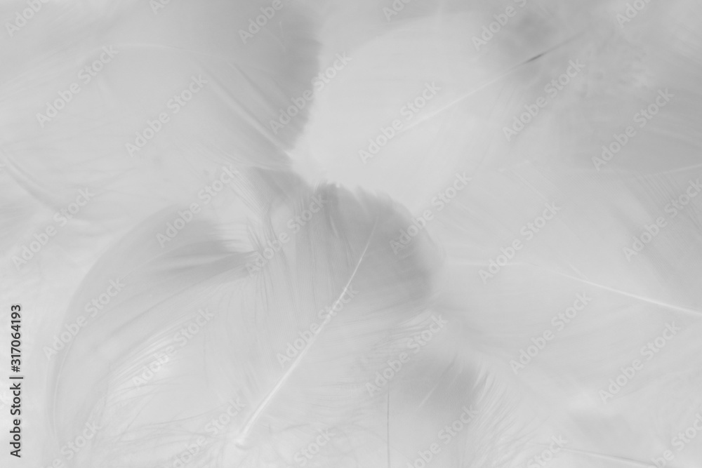 Beautiful abstract colorful black and white feathers on white background and soft gray feather texture on white pattern and gray. Decoration, love. Beautiful abstract colorful black and white feathers on white background and soft gray feather texture on white pattern and gray. Decoration, love.