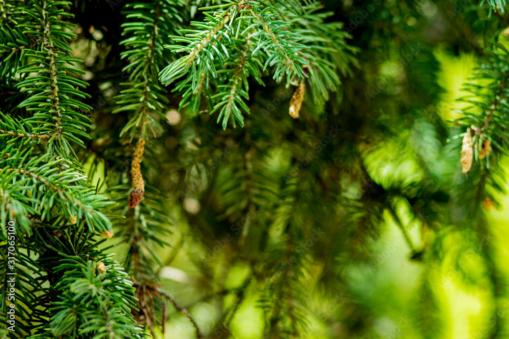 green spruce