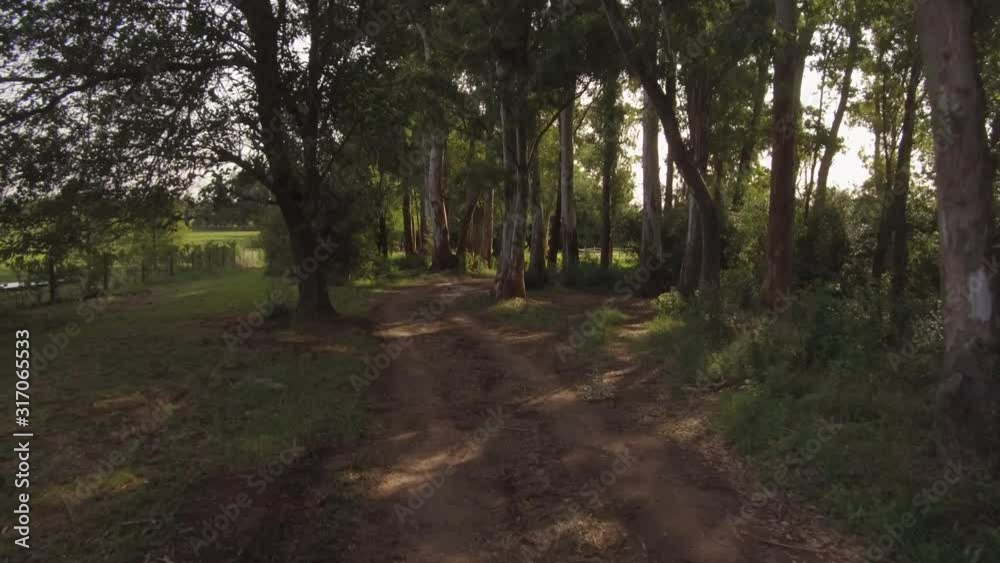 Driving Riding slowly a Car bike on a forest internal dirt Road � POV Plate - Point of view front � Flying camera sunset Driving Riding slowly a Car bike on a forest internal dirt Road � POV Plate - Point of view front � Flying camera sunset