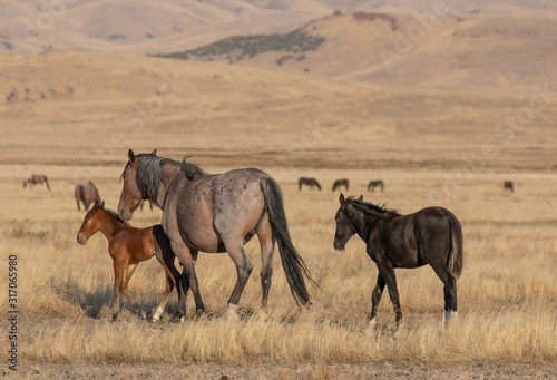 Wild Horse Mare and Foal in Utah in Fall