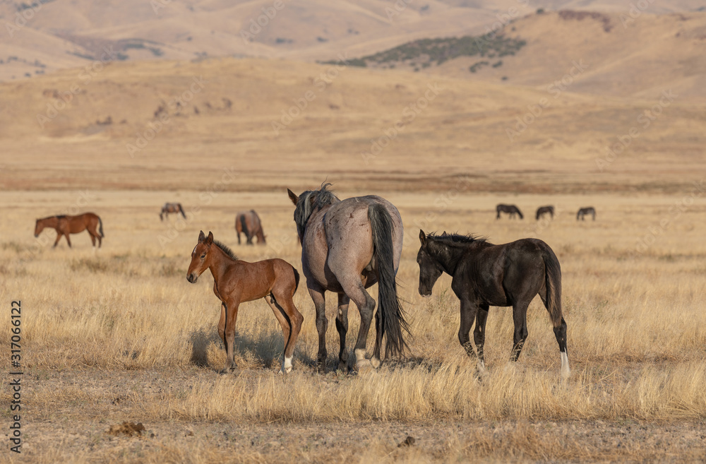 Wild Horse Mare and Foal in Utah in Fall Wild Horse Mare and Foal in Utah in Fall