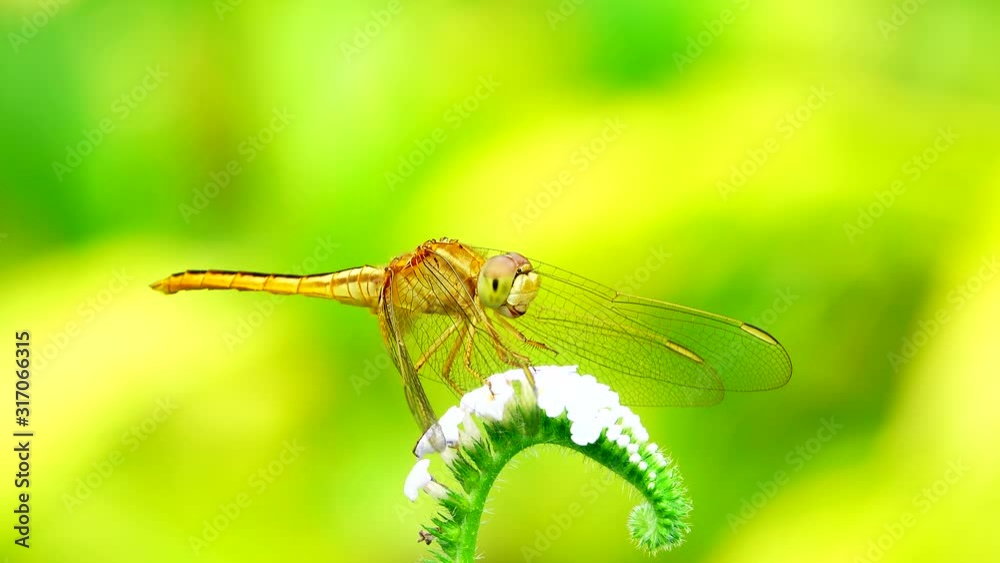4K beautiful yellow black dragonfly flying catch on tree in beautiful morning sunrise. Dragonfly is characterize large multifaceted eyes two pairs of strong transparent wings colored patches 4K beautiful yellow black dragonfly flying catch on tree in beautiful morning sunrise. Dragonfly is characterize large multifaceted eyes two pairs of strong transparent wings colored patches