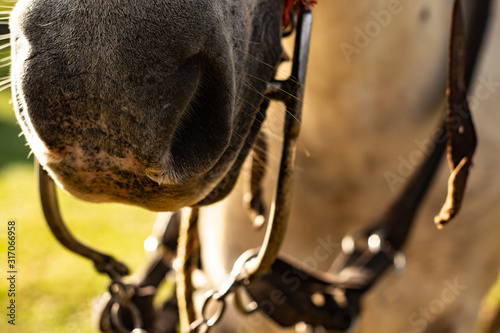 Close up Horse with Wide Nose Bridle at sunset