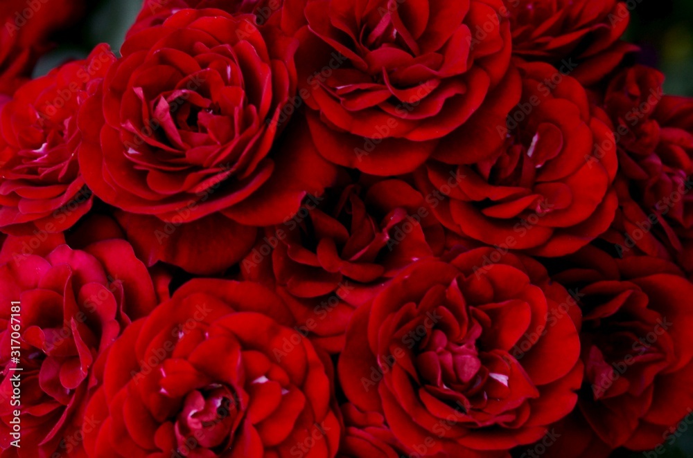 Naklejka premium Floral background of bright red scarlet roses, in the corners are small fragments of green leaves, looking from above.