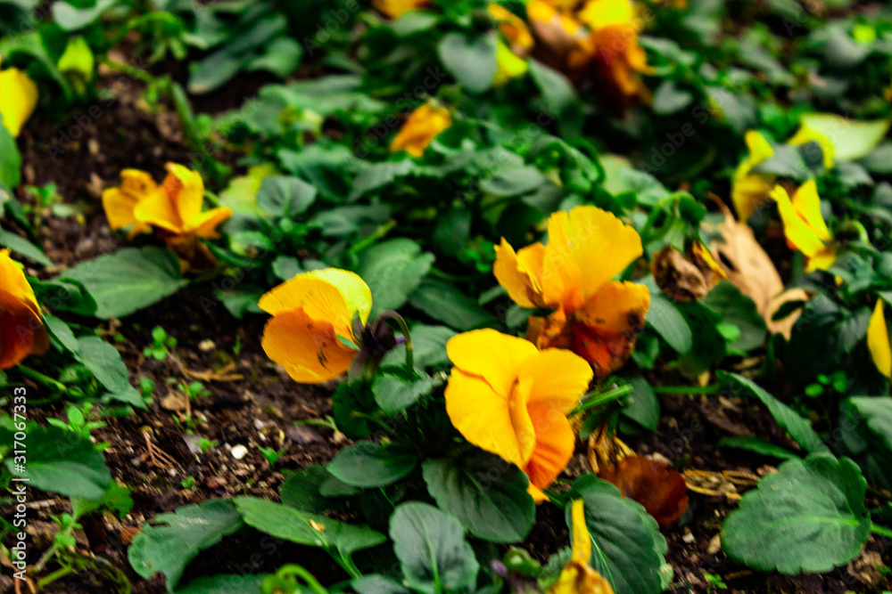 campo de impatiens flores amarillas floreciendo en primavera