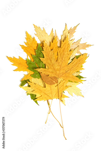 dried multi-colored maple leaves stacked in a pile on a white background