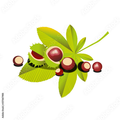 Colorful illustration of leafs and ripe Horse Chestnut on white background