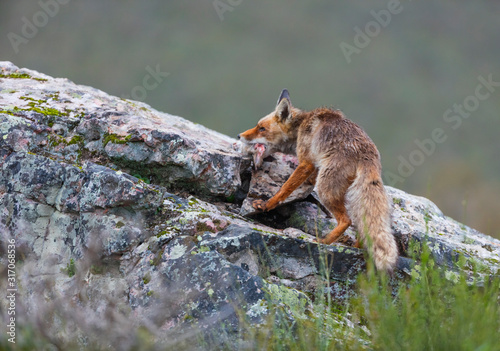 ZORRO COMUN O ROJO - RED FOX - Vulpes vulpes