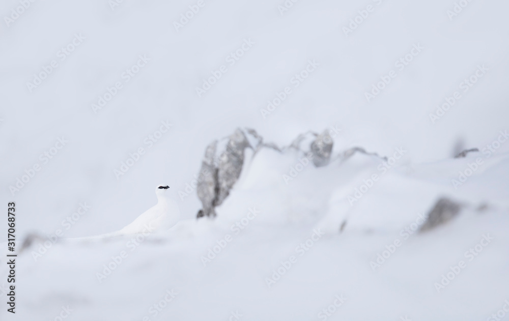 White ptarmigan winter sighted on Monte Piana, dolomites, Italy, Europe White ptarmigan winter sighted on Monte Piana, dolomites, Italy, Europe