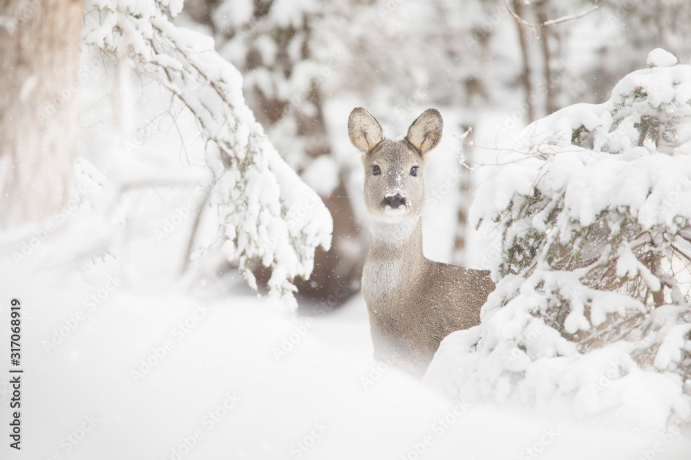 © PATMALUPHOTO - Roe deer nestled in the snowy forest, Sesto, Pusteria valley, dolomites, Trentino Alto Adige, Italy