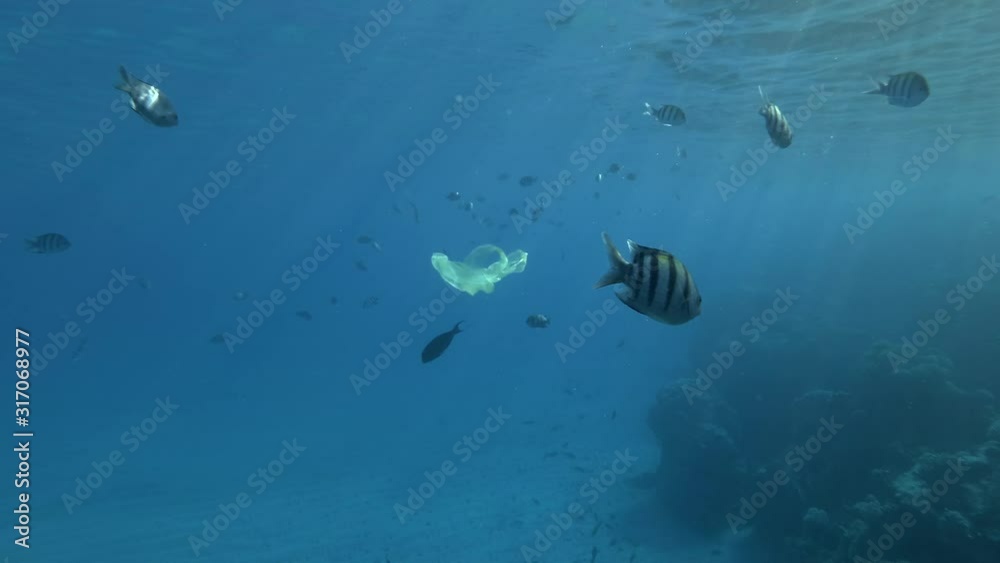 Yellow plastic bag slowly swims with school of tropical fish under surface in blue water in sunlight. Plastic pollution of ocean. School of fish Indo-Pacific sergeant or Sergeant major. 4K/50fps Yellow plastic bag slowly swims with school of tropical fish under surface in blue water in sunlight. Plastic pollution of ocean. School of fish Indo-Pacific sergeant or Sergeant major. 4K/50fps